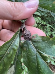 Andricus quercuspetiolicola