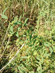 Euphorbia nutans