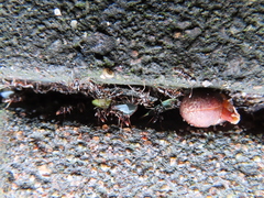 Brachyponera chinensis