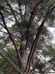 Pinus sylvestris