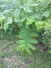 Robinia pseudoacacia