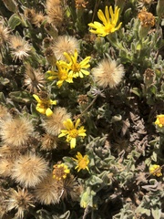 Heterotheca