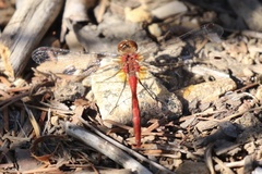 Sympetrum pallipes