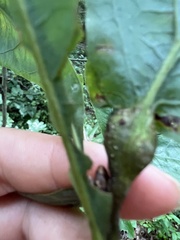 Andricus quercuspetiolicola