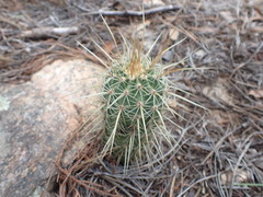 Echinocereus ledingii