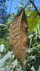 Pucciniaceae