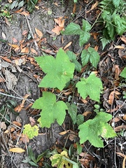 Acer pseudoplatanus