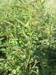 Phyllanthus urinaria