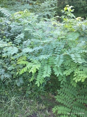 Robinia pseudoacacia