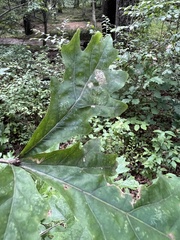 Andricus quercuspetiolicola