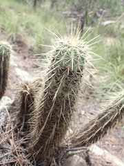 Echinocereus ledingii