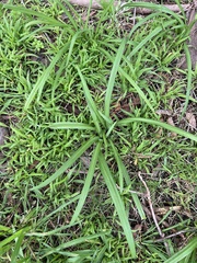 Allium triquetrum