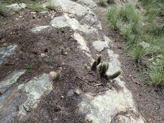 Echinocereus ledingii