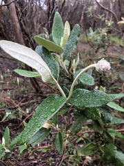 Olearia pannosa