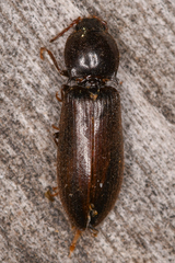 Hypoganus