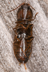 Hypoganus