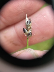 Carex chordorrhiza