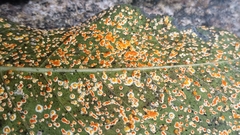 Pucciniaceae