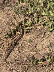 Thamnophis elegans