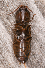 Hypoganus
