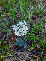 Thalictrum petaloideum