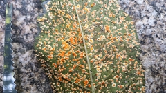 Pucciniaceae