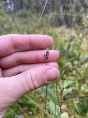 Carex chordorrhiza