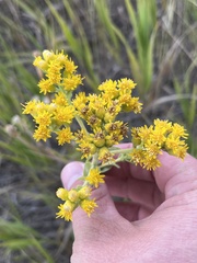 Solidago missouriensis