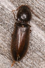 Hypoganus