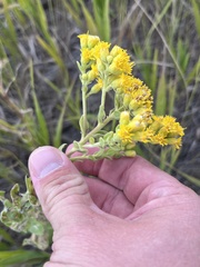 Solidago missouriensis
