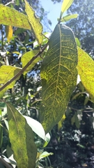 Pucciniaceae