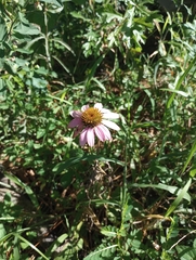 Echinacea purpurea