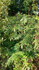 Rhus glabra