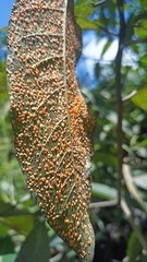 Pucciniaceae