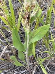 Solidago missouriensis