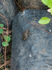 Eleutherodactylus nitidus