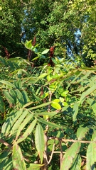 Rhus glabra