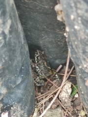 Eleutherodactylus nitidus