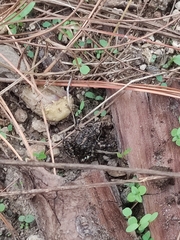 Eleutherodactylus nitidus