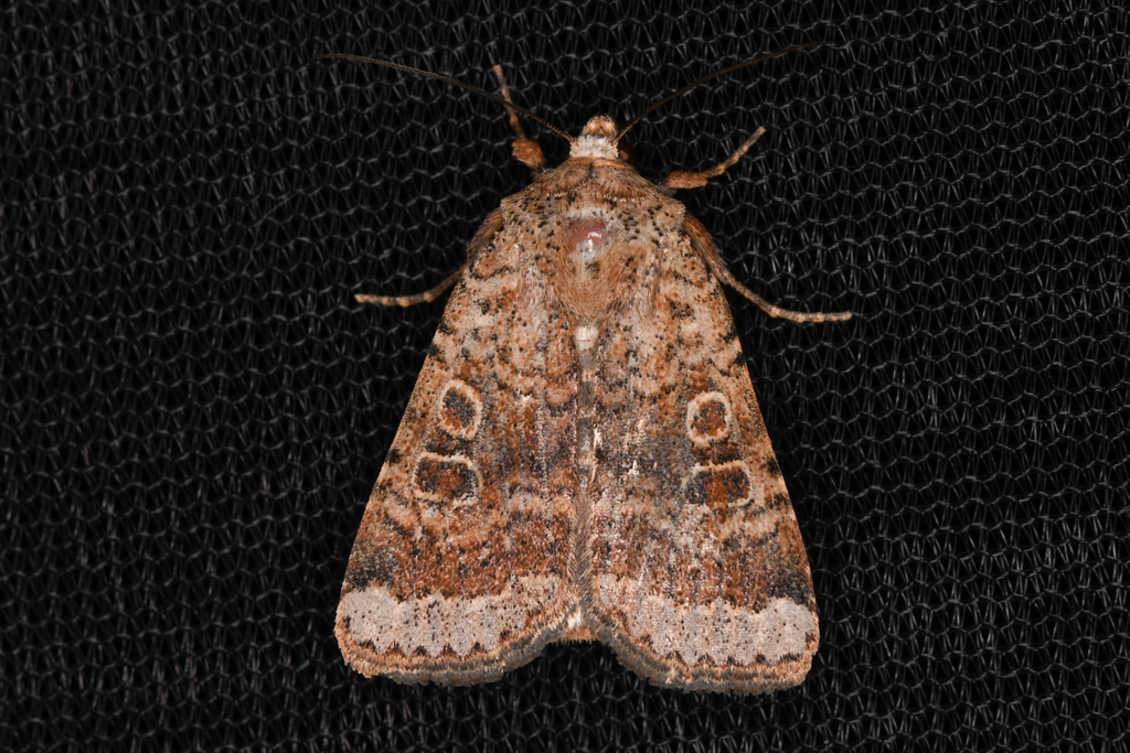 Abagrotis scopeops