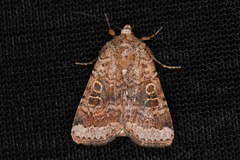 Abagrotis scopeops