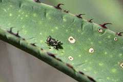 Peltophorus polymitus