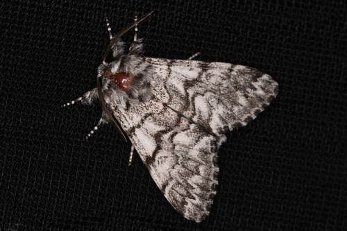 Western Panthea Moth photo 4