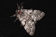 Panthea virginarius