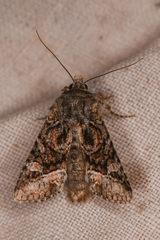 Lacinipolia