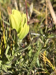 Lygaeus kalmii kalmii