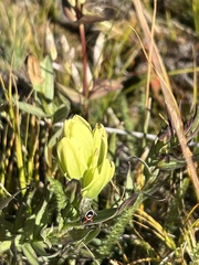 Lygaeus kalmii kalmii