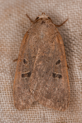 Abagrotis