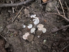 Entoloma byssisedum