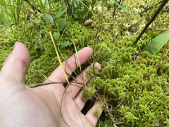 Carex chordorrhiza